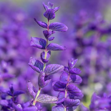Kirjosalvia Blue Monday (siemenet)