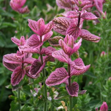 Kirjosalvia Pink Sundae (siemenet)