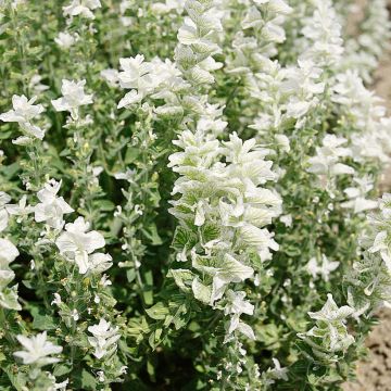 Keijunsalvia White Swan (siemenet)