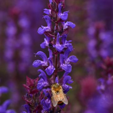 Lehtosalvia Salvatore Blue (siemenet)