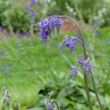 Torkkusalvia (siemenet) - Salvia nutans