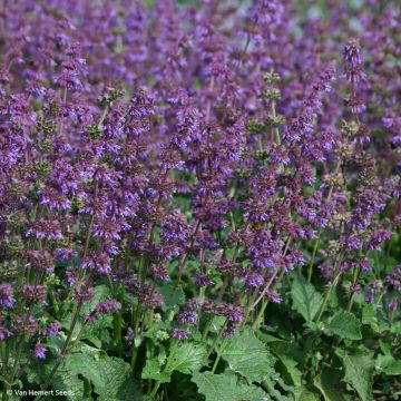 Kiehkurasalvia Purple Fairy Tale (siemenet)