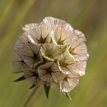 Tähtitörmäkukka (siemenet) - Lomelosia stellata