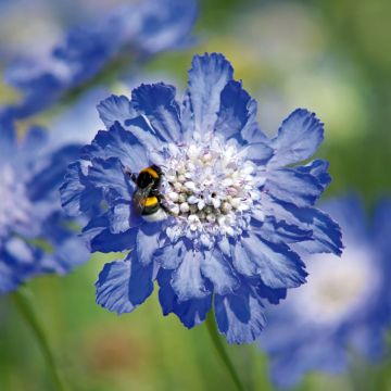 Kaukasiantörmäkukka Fama Deep Blue (siemenet)