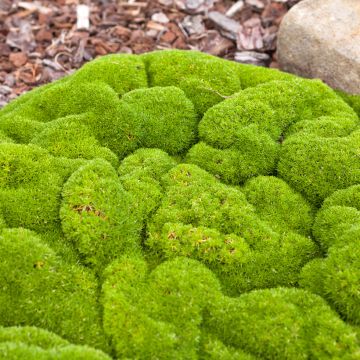 Scleranthus biflorus (siemenet)