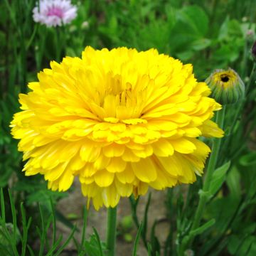 Kehäkukka Pacific Beauty Lemon (siemenet)