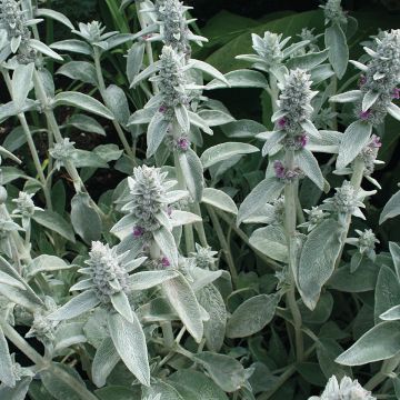 Nukkapähkämö (siemenet) - Stachys byzantina