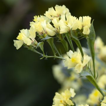 Sini-ikiviuhko (siemenet) - Limonium sinuatum subsp. bonduellei