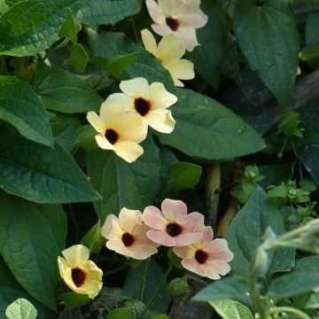 Mustasilmäsusanna Peach Eye (siemenet)