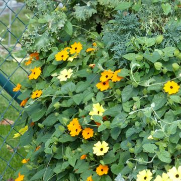 Mustasilmäsusanna (siemenet) - Thunbergia alata