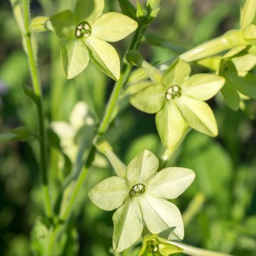 Valkotupakka Grandiflora (siemenet)