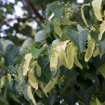 Metsälehmus (siemenet) - Tilia cordata