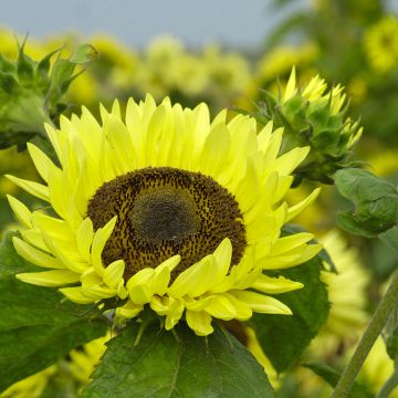 Isoauringonkukka Garden Statement (siemenet)