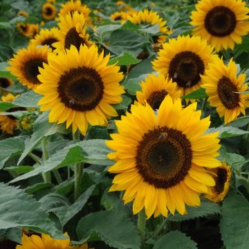 Isoauringonkukka Pradera F1 Gold (siemenet)