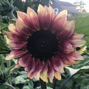 Isoauringonkukka Pro-Cut Plum (siemenet)