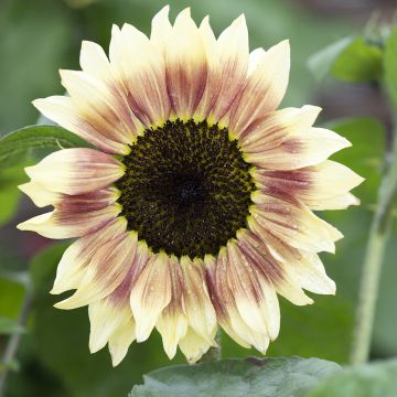 Isoauringonkukka Summer Lovin F1 (siemenet)