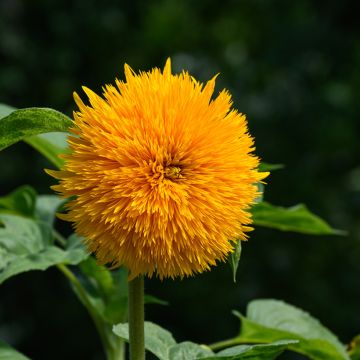 Isoauringonkukka Teddy Bear (siemenet)