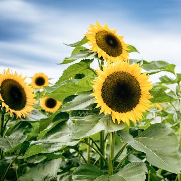 Isoauringonkukka Uniflorus Giganteus (siemenet)