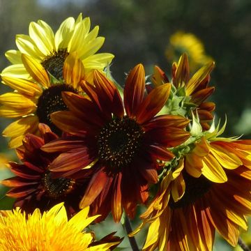 Isoauringonkukka Autumn Beauty luomu (siemenet)