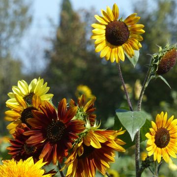 Isoauringonkukka Autumn Beauty Mix (siemenet)