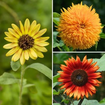 Isoauringonkukka Aztec Treasure Mix (siemenet) - Helianthus annuus