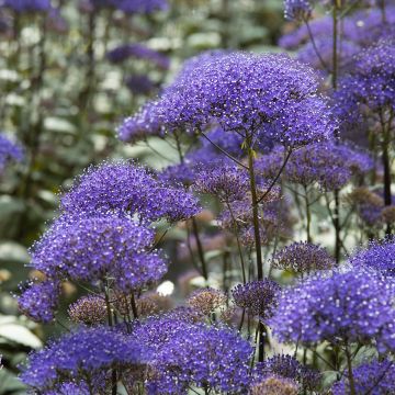 Trachelium caeruleum Black Knight (siemenet)