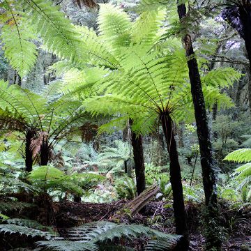 Tree Fern House & Garden Mixed (siemenet)