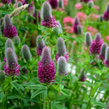 Rusoapila (siemenet) - Trifolium rubens