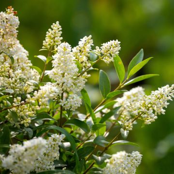 Aitalikusteri (siemenet) - Ligustrum vulgare