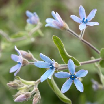 Eteläntähti Heavenly Blue (siemenet)