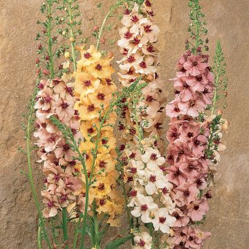 Tulikukka Southern Charm (siemenet)
