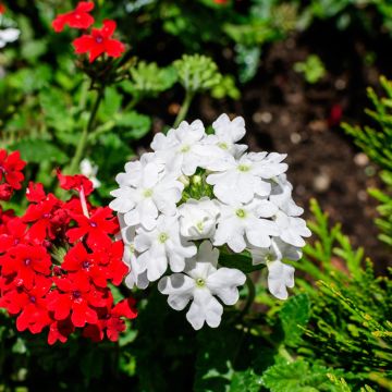 Tarhaverbena Scentsation White (siemenet)