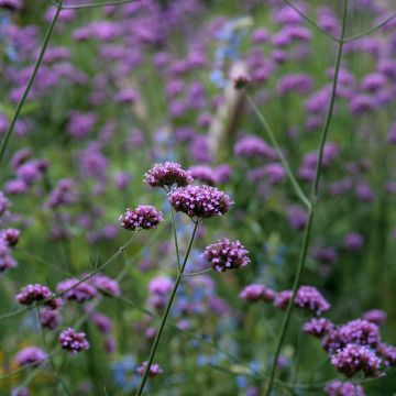 Jättiverbena Purple Top (siemenet)