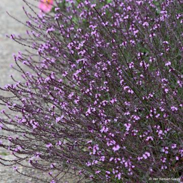 Rohtoverbena Bampton (siemenet)