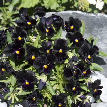 Keto-orvokki Blacky