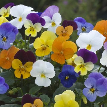 Tarhaorvokki Floral Powers Mixed F1 Hybrid