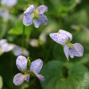 Perhosorvokki Freckles (siemenet)