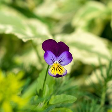 Keto-orvokki - Viola tricolor