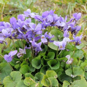 Tuoksuorvokki (siemenet) - Viola odorata