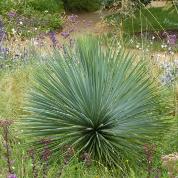 Jukka (siemenet) - Yucca rostrata