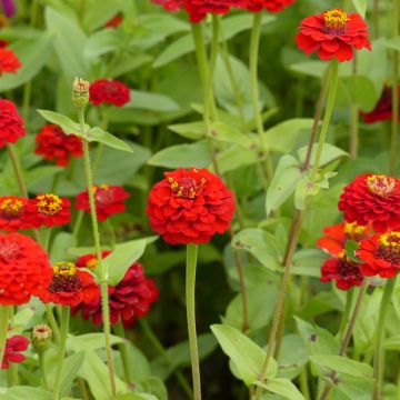 Isotsinnia Lilliput Scarlet Gem (siemenet)