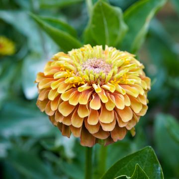 Isotsinnia Queeny Lemon Peach (siemenet)