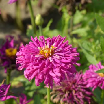 Isotsinnia Lilac Empress (siemenet)