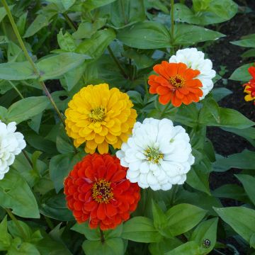 Isotsinnia Citro Mix (siemenet)