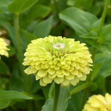 Isotsinnia Envy Double (siemenet)