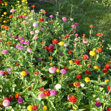 Isotsinnia Lilliput Mix (siemenet)