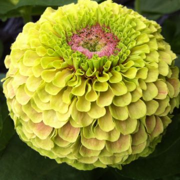 Isotsinnia Queen Lime with Blotch (siemenet)