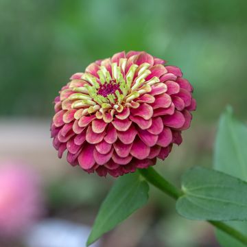 Isotsinnia Queen Red Lime (siemenet)