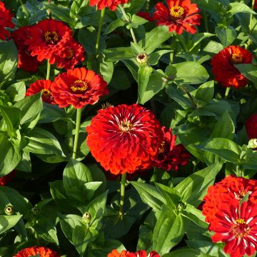 Isotsinnia Scarlet Flame (siemenet)