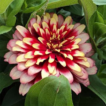 Isotsinnia Swizzle Cherry & Ivory (siemenet)